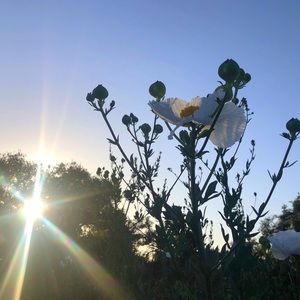 Meet your Posher, Cyndi